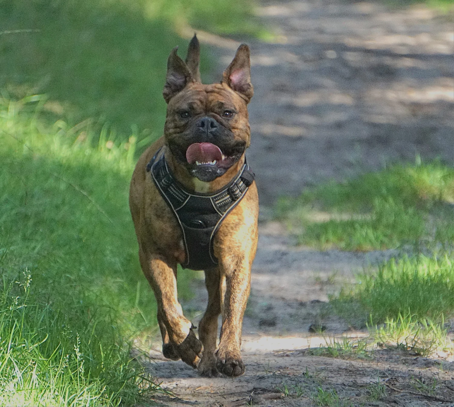 Hund Kraftwerk Bulls