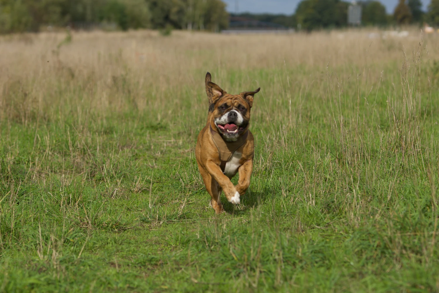 Hund Kraftwerk Bulls