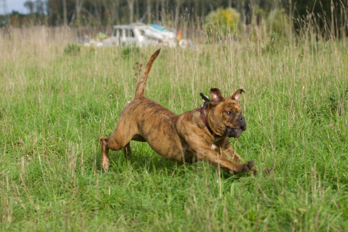 Hund Kraftwerk Bulls