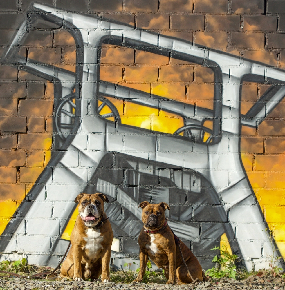 Hund Kraftwerk Bulls