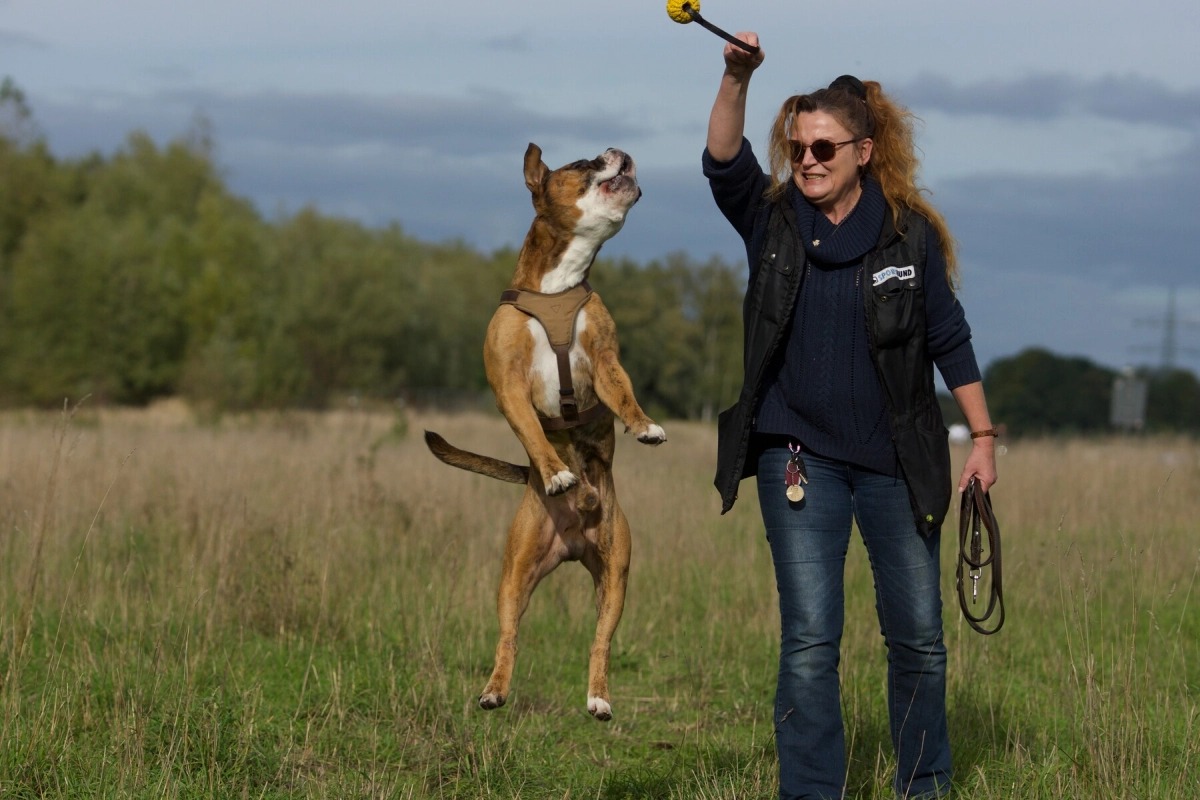 Hund Kraftwerk Bulls