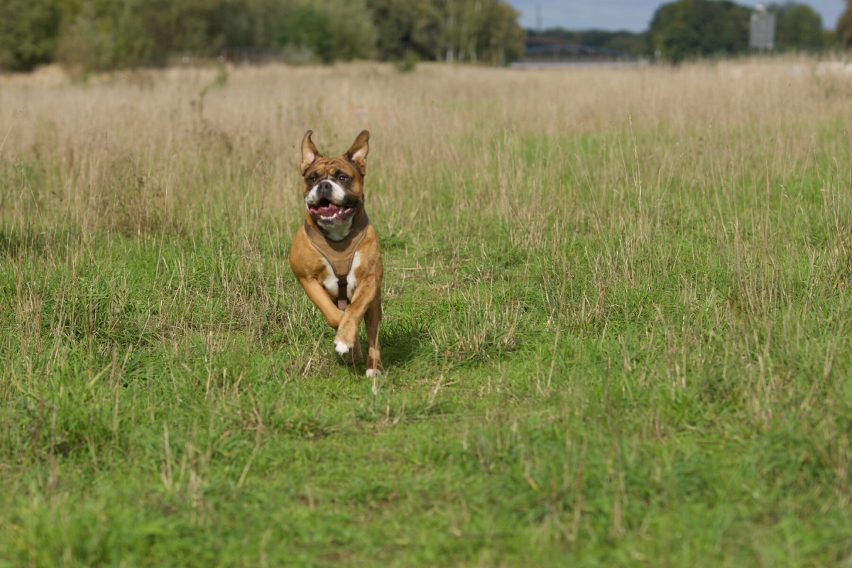 Hund Kraftwerk Bulls