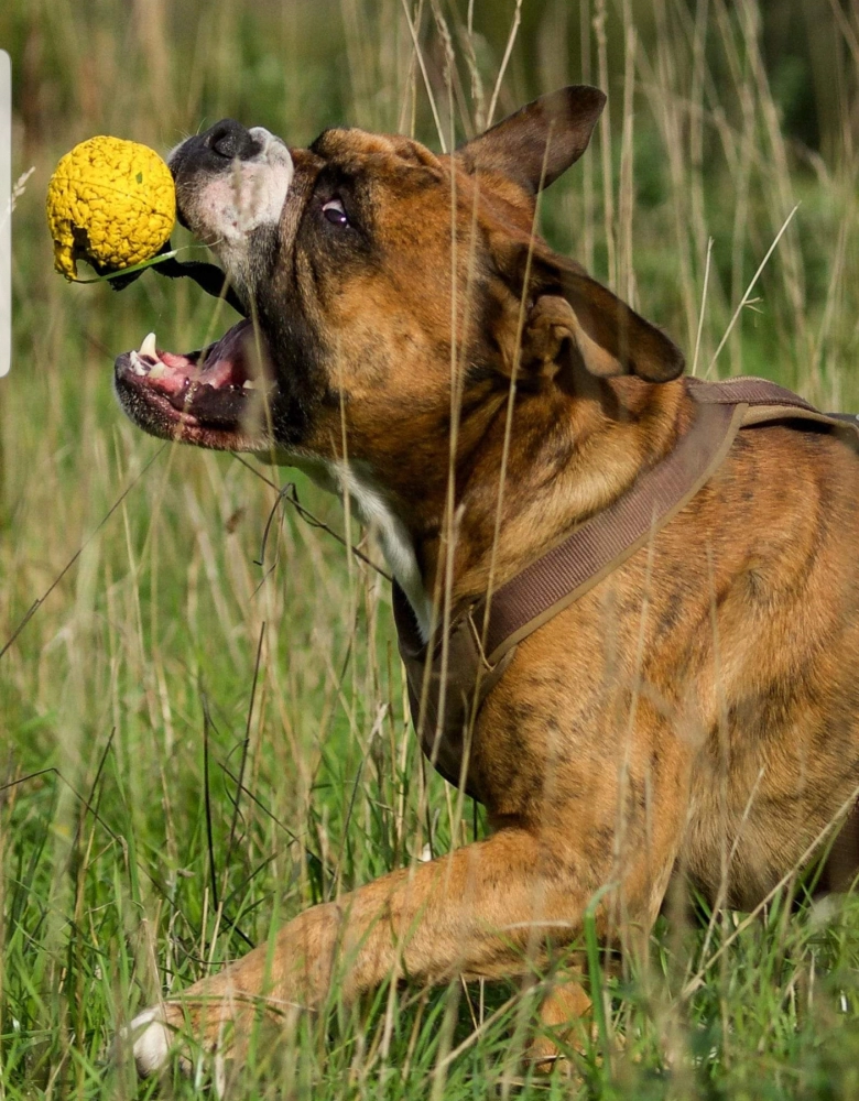 Hund Kraftwerk Bulls