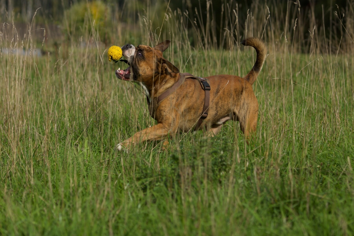 Hund Kraftwerk Bulls