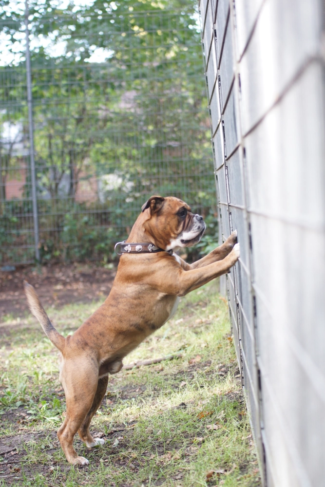 Hund Kraftwerk Bulls