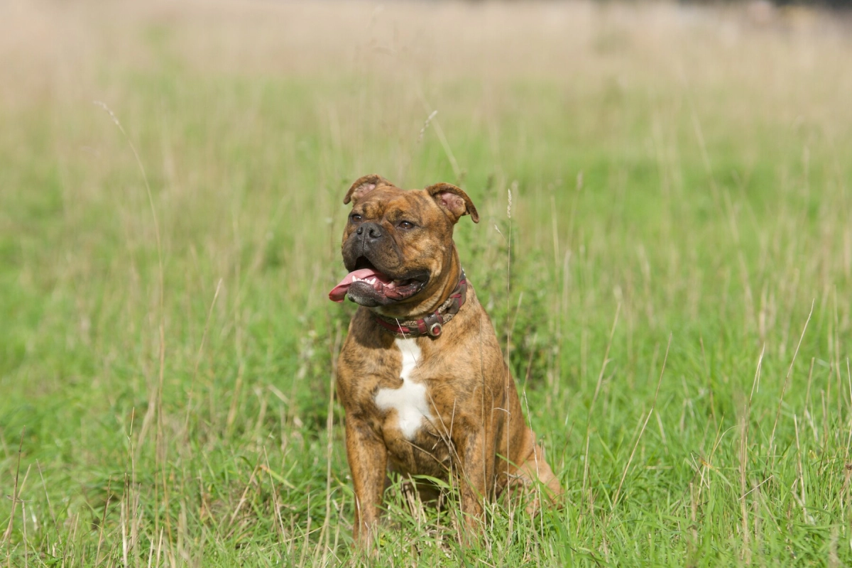 Hund Kraftwerk Bulls