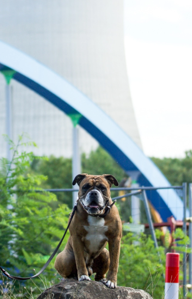 Hund Kraftwerk Bulls