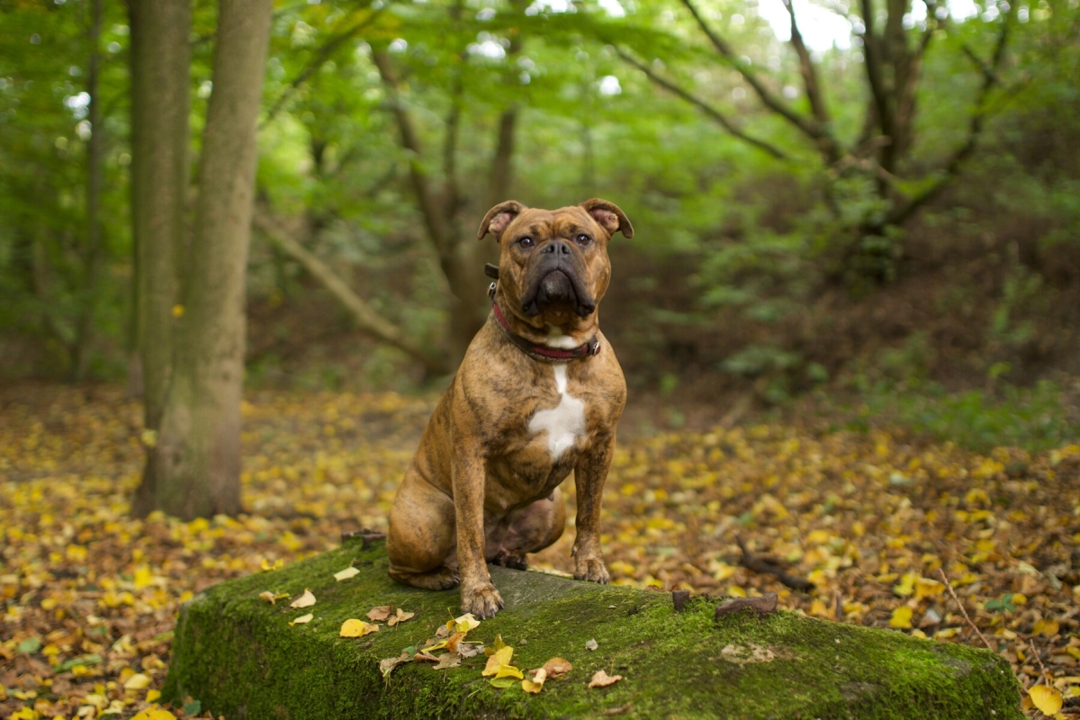 Hund Kraftwerk Bulls