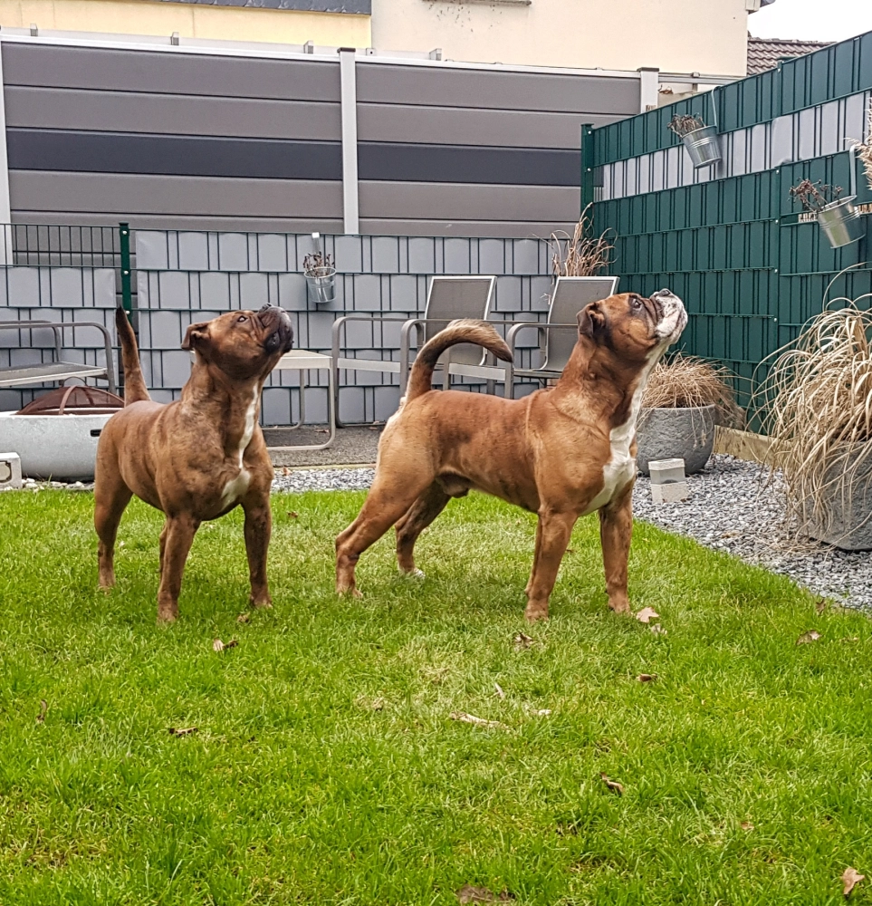 Hund Kraftwerk Bulls