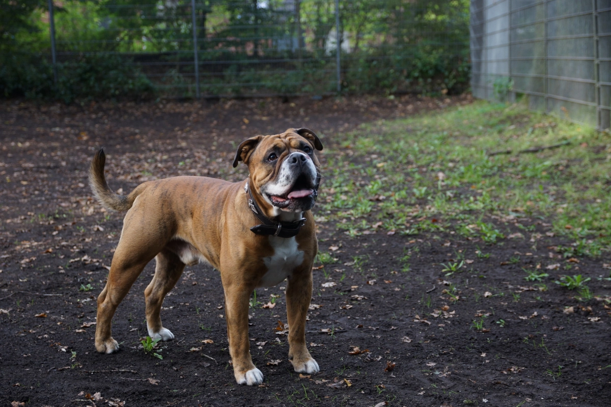 Hund Kraftwerk Bulls