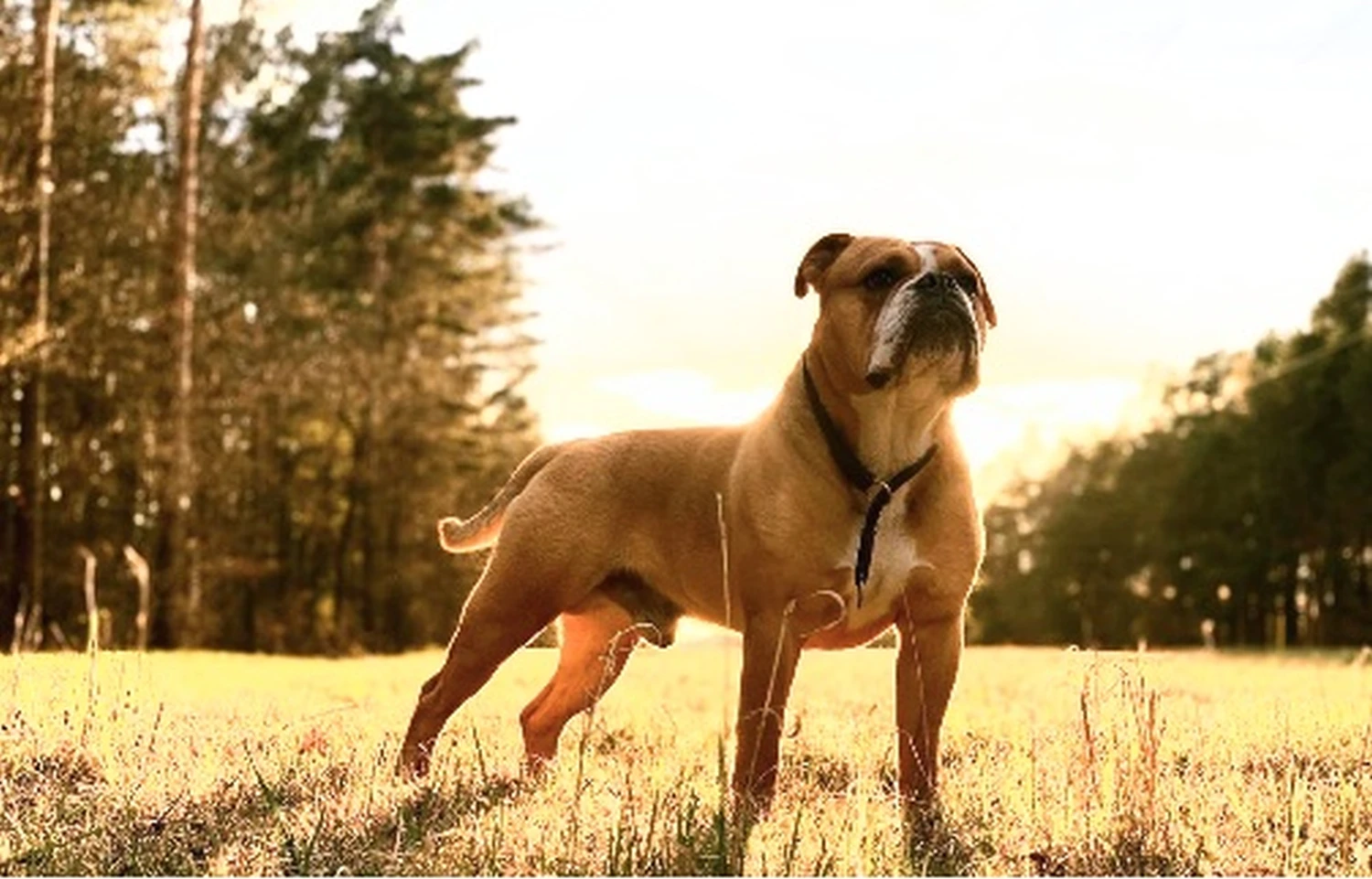 Hund Kraftwerk Bulls