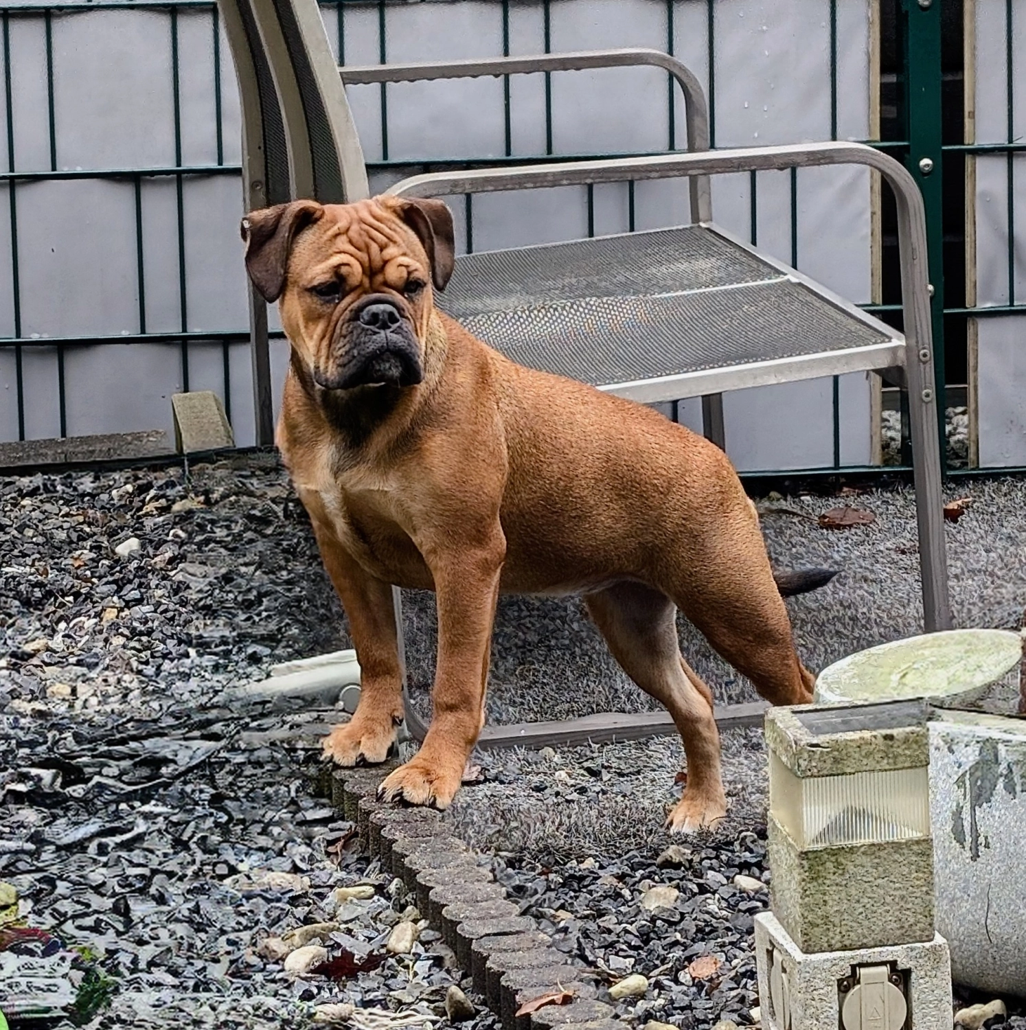 Hund Kraftwerk Bulls