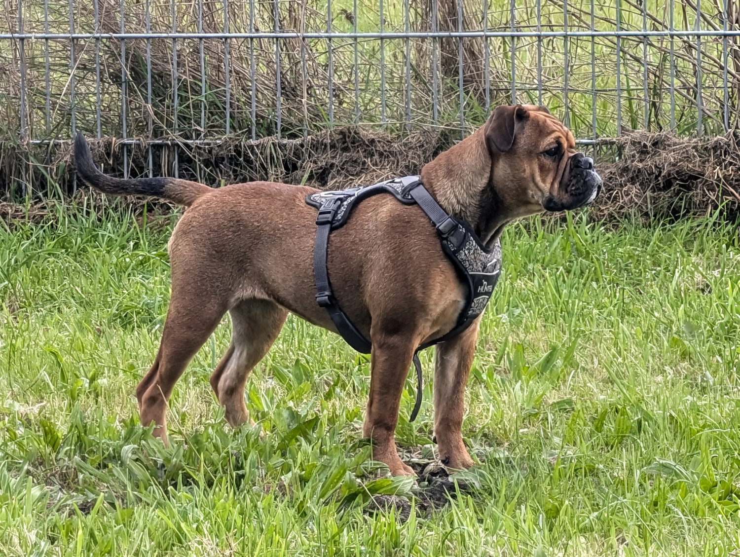 Hund Kraftwerk Bulls