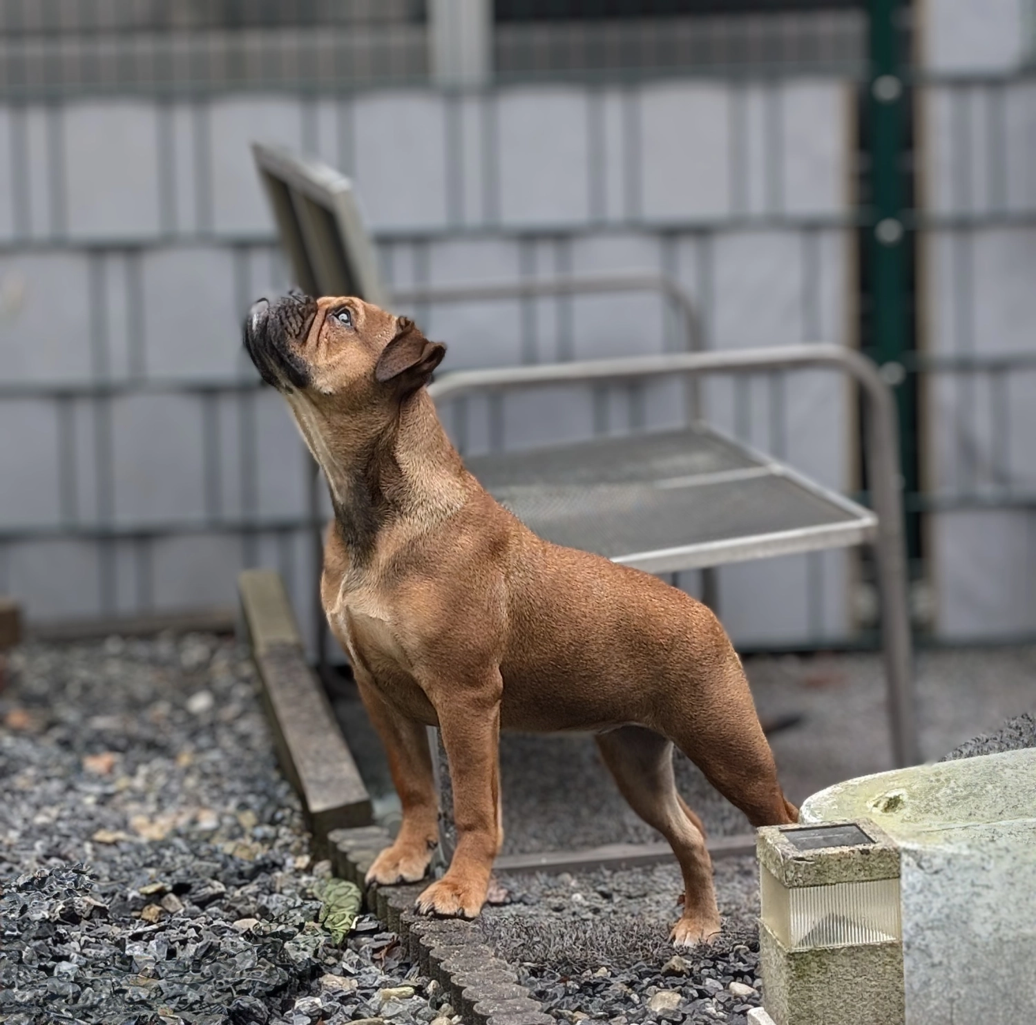 Hund Kraftwerk Bulls