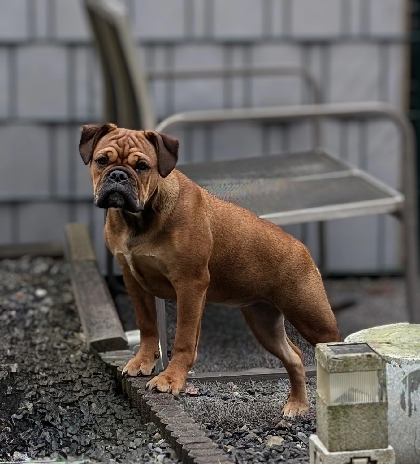 Hund Kraftwerk Bulls